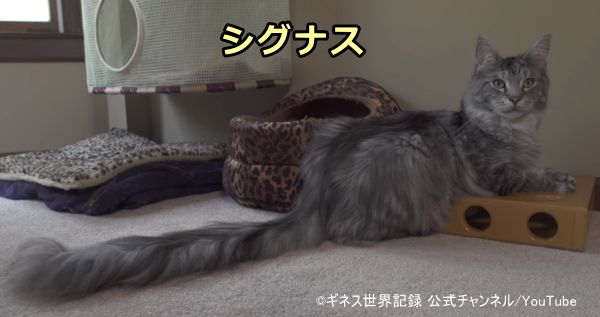 世界一長いしっぽを持つ猫「シグナス」