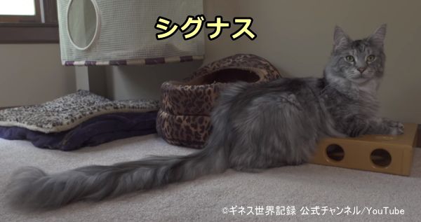 猫のしっぽ 完全ガイド 気持ちの読み方から動きのしくみまで 子猫のへや