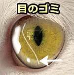 猫の目に入っていたゴミが勝手に取れるのは瞬膜の働き