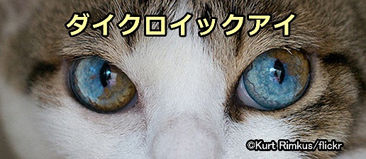猫の目の色～1つの眼球に複数の色を持つダイクロイックアイ