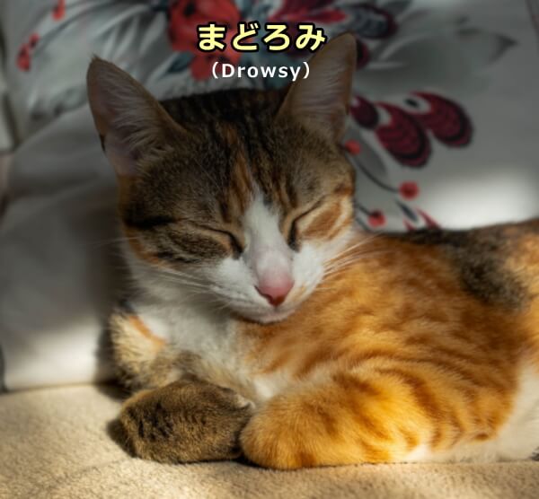 まどろみ（Drowsy）状態にある猫～うとうとするが首の力は抜けていない