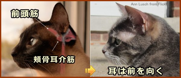 猫が耳を前方に向けるとき、主に耳介の前にある筋肉が使われる
