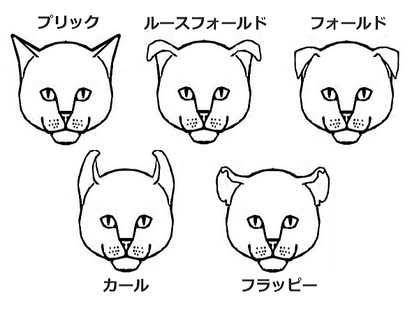 猫の耳介の形一覧表