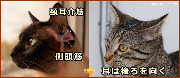 猫が耳を後方に向けるとき、主に耳介の後ろにある筋肉が使われる