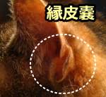 猫の耳の根元についた小袋「皮嚢」