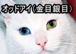 片方の目がブルー、もう片方が黄色系の猫はオッドアイと呼ばれる