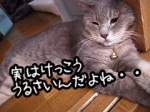 猫の首に鈴をつけるのは、聴力の優れた猫にとってはけっこうなストレス