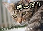 猫は飼い主と他人の声を音声だけで聞き分けることができる