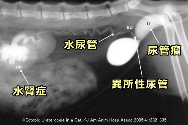 猫の異所性尿管レントゲン写真（左外側から）