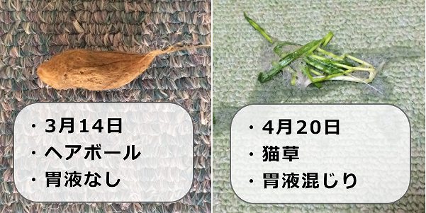 猫が吐くのは病気 正常 嘔吐の原因から発生メカニズムまで 子猫のへや