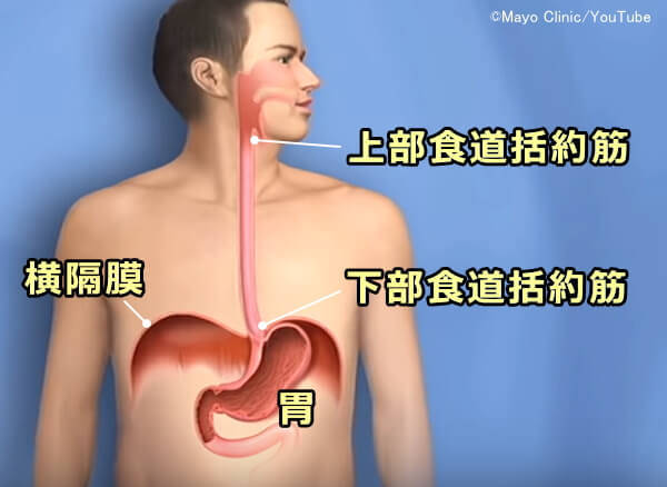 上部食道括約筋の収縮反射と下部食道括約筋の位置関係