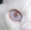 猫の目の色～メラニン色素が欠乏したときに現れるレッド（赤目）