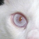猫の目の色~メラニン色素が欠乏したときに現れるレッド(赤目)