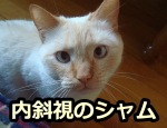 内斜視のシャム~両眼視野が存在しないように振舞うため、奥行きの認識が苦手