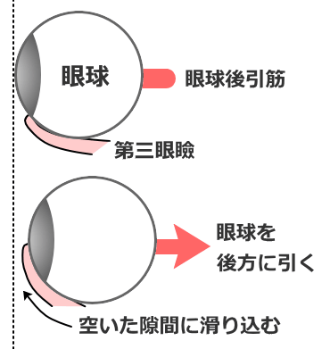 猫の第三眼瞼が飛び出すメカニズム模式図