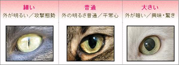 猫の瞳孔の大きさと外界の明度、および感情との関連性