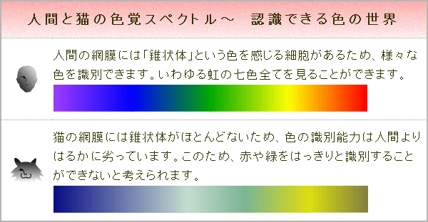 人間と猫の色覚スペクトル～人間の網膜には「錐状体」という色を感じる細胞があるため、様々な色を識別できます。それに対し猫の網膜には錐状体がほとんどないため、色の識別能力は人間よりはるかに劣っています。このため、赤や緑をはっきりと識別することができないと考えられます。