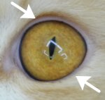 猫の眼球とまつ毛の位置関係