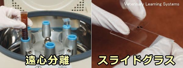 遠心分離機とスライドグラスを用いた糞便検査方