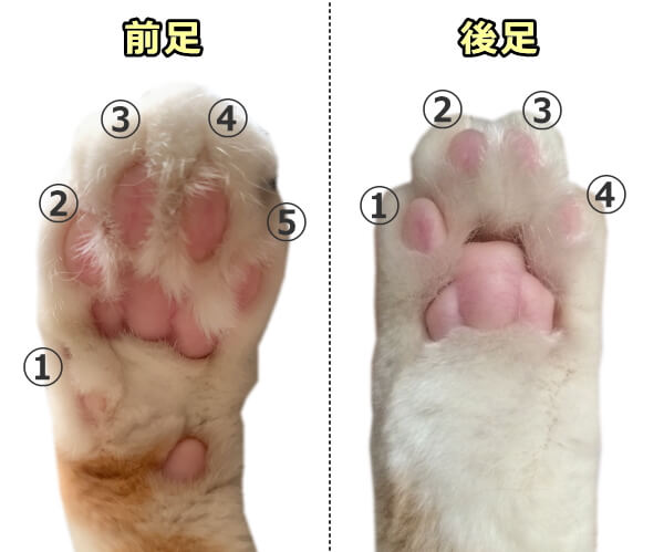 猫の指は前足に5本、後ろ足に4本ついている