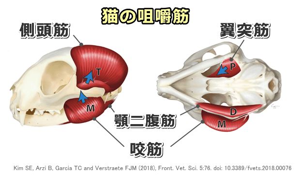 猫の咀嚼筋模式図～咬筋・側頭筋・内外の翼突筋および顎二腹筋