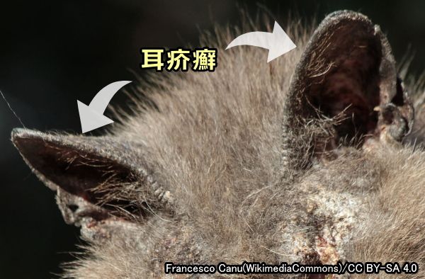 ミミヒゼンダニが寄生して痂皮（かさぶた）を形成した猫の耳介