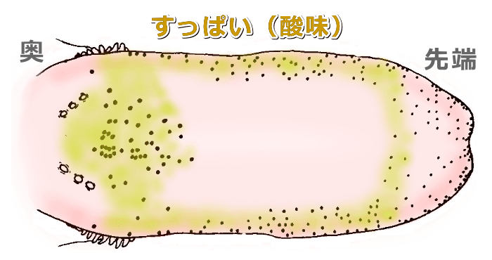 猫の舌の上で酸味(すっぱさ)を感じるエリア