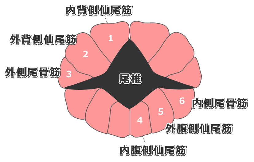 猫のしっぽの筋肉・断面解剖図