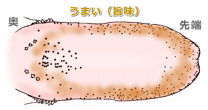 猫の舌の上において「旨味」(アミノ酸)を感じ取るエリア