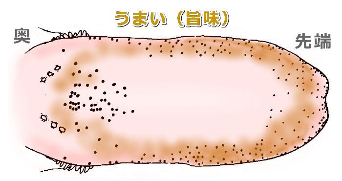 猫の舌の上において「旨味」（アミノ酸）を感じ取るエリア