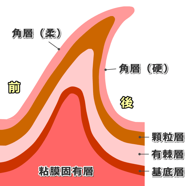 猫の糸状乳頭の組織学的断面模式図