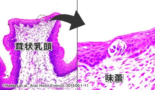 猫の茸状乳頭と上面に開口している味蕾の拡大写真