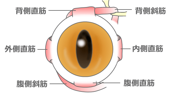 猫の眼球は、外眼筋と呼ばれる6本の筋肉によってぐるぐる回転することができる