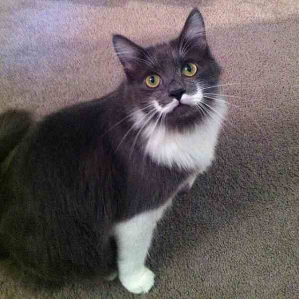 口髭猫として話題になったハミルトン