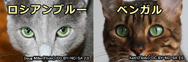 猫の目の色～メラニン色素が薄い時に現れるグリーン