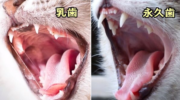 猫における乳歯と永久歯の萠出時期