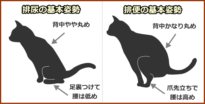 猫の典型的な排便姿勢