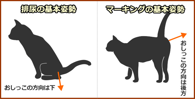 猫が見せる排尿とマーキングの姿勢の違い