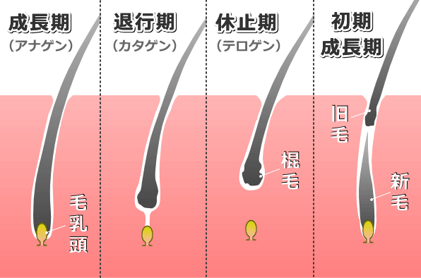 猫の毛とひげ 完全ガイド 微細構造から役割 遺伝までを図解 子猫のへや