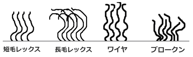 猫の特殊な毛質一覧