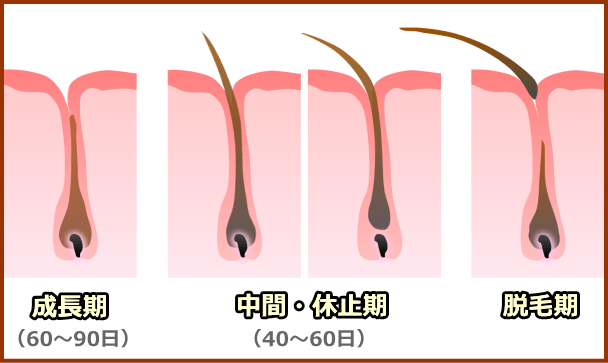 猫の毛は60~90日の「成長期」と40~60日の「中間・休止期」とを交互に繰り返す