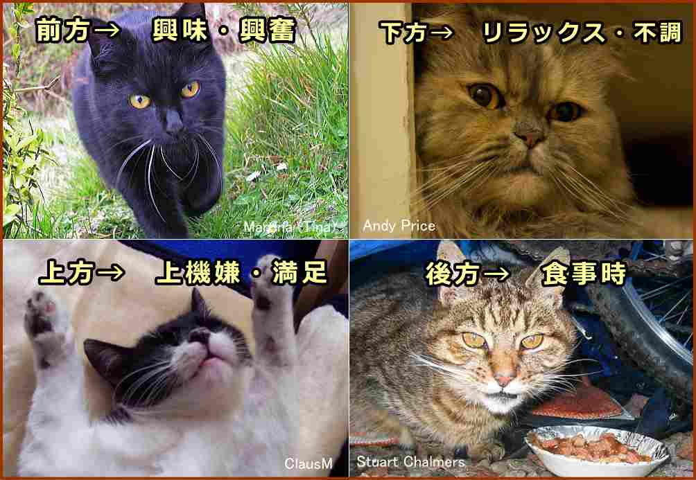 猫のひげの位置と感情の相関関係一覧図