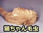「猫ちゃん毛虫」(Puss Caterpillar)の異名を持つ蛾の幼虫