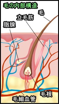 毛の内部構造~1本の毛を取り巻くように毛細血管、毛根、皮脂腺、立毛筋などが配置されている