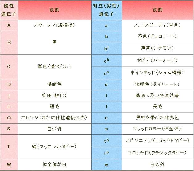 猫の毛と遺伝子の関係・一覧表