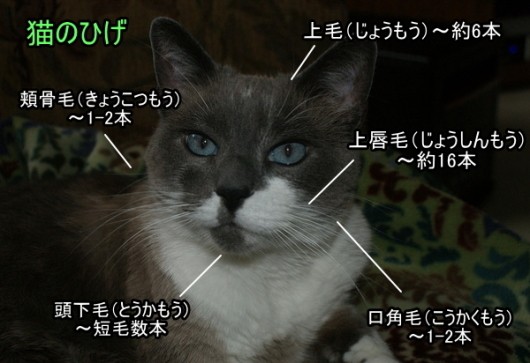猫のひげの位置と名称一覧図
