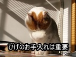 ネコがよく顔を洗うのは、ひげのお手入れをするため