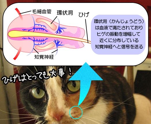 猫のひげの微細構造～環状洞と呼ばれる部分は血液で満たされており、ヒゲの振動を増幅して近くに分布している知覚神経へと信号を伝える