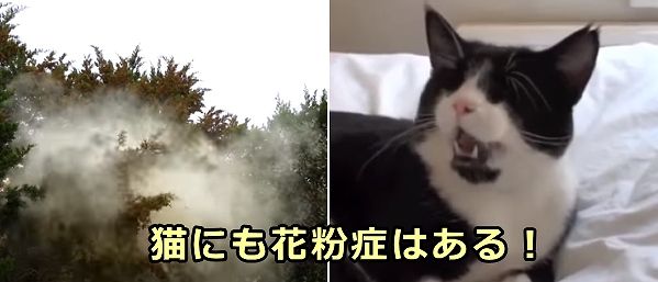 猫にも人間や犬と同じようにスギ花粉による花粉症がある