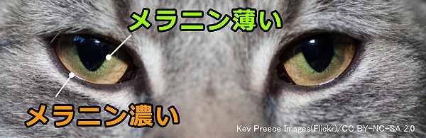 猫の目の色～グリーンからブラウンまでのグラデーションからなるヘーゼル